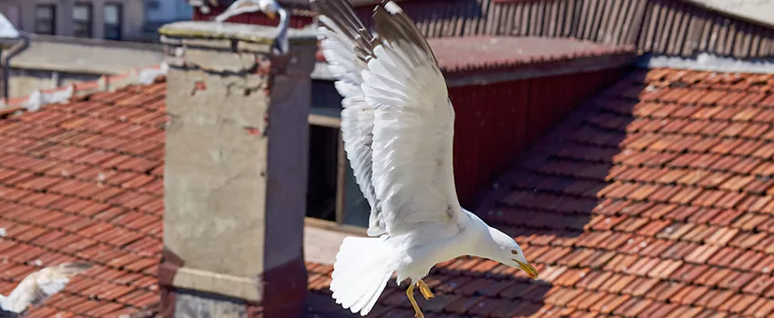 Residential Chimney Animal Removal Solution in Hollins, VA