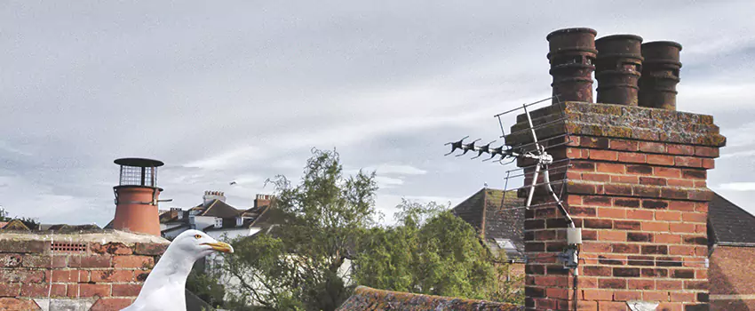 Chimney Cleaning And Restoration in Hollins, Virginia
